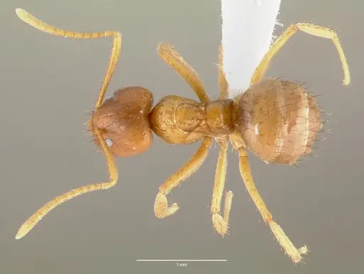 Nylanderia amblyops specimen CASENT0407980 image casent0407980_1