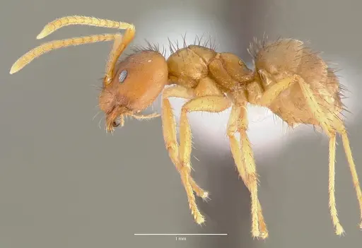 Nylanderia amblyops specimen CASENT0407980 image casent0407980_3