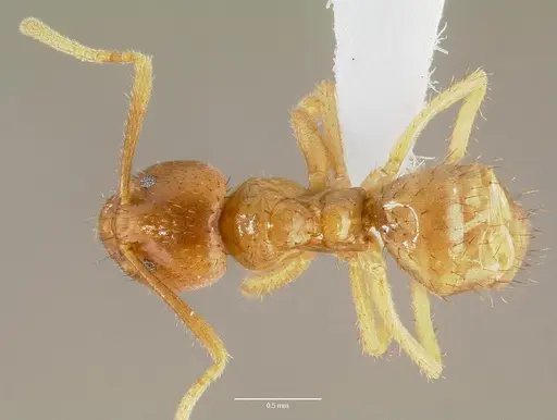 Nylanderia amblyops specimen CASENT0415031 image casent0415031_1