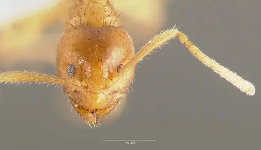 Nylanderia amblyops specimen CASENT0415031 image casent0415031_2