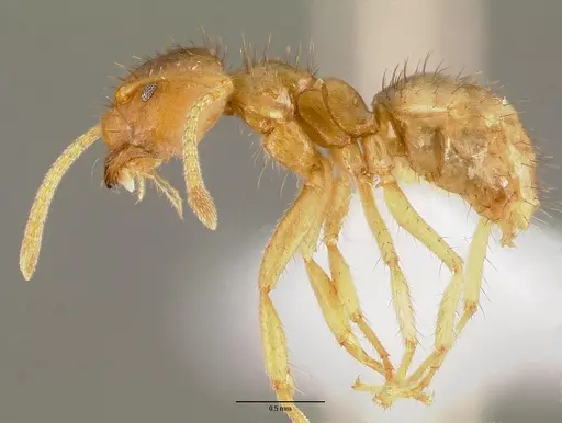 Nylanderia amblyops specimen CASENT0415031 image casent0415031_3