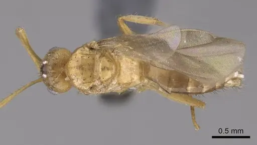 Nylanderia amblyops specimen CASENT0740912 image casent0740912_1