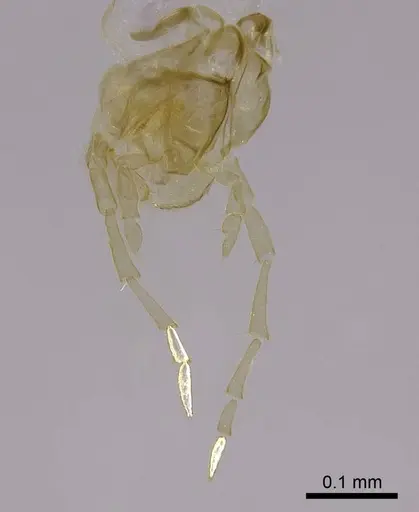 Nylanderia amblyops specimen CASENT0740912 image casent0740912_3