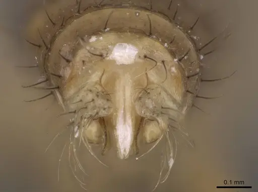 Nylanderia amblyops specimen CASENT0740912 image casent0740912_5