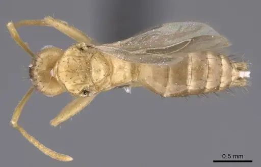 Nylanderia amblyops specimen CASENT0740913 image casent0740913_1
