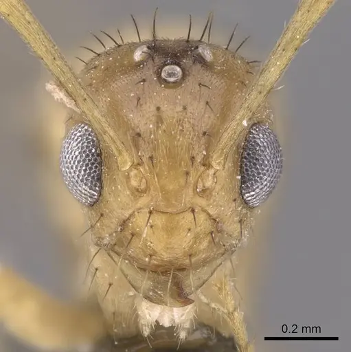 Nylanderia amblyops specimen CASENT0740913 image casent0740913_2