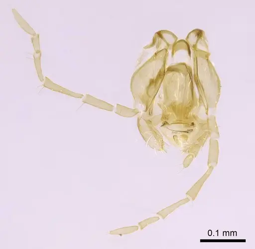 Nylanderia amblyops specimen CASENT0740913 image casent0740913_3
