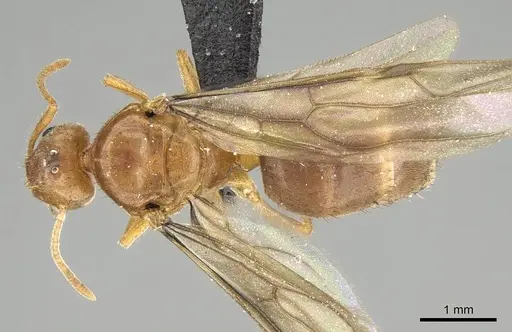 Nylanderia amblyops specimen CASENT0922063 image casent0922063_1