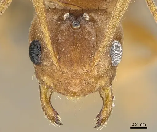 Nylanderia amblyops specimen CASENT0922063 image casent0922063_2