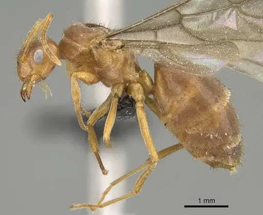 Nylanderia amblyops specimen CASENT0922063 image casent0922063_3