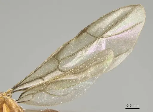 Nylanderia amblyops specimen CASENT0922063 image casent0922063_4