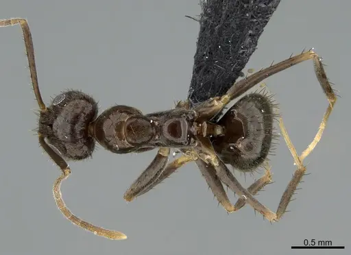 Nylanderia amia specimen CASENT0188902 image casent0188902_1