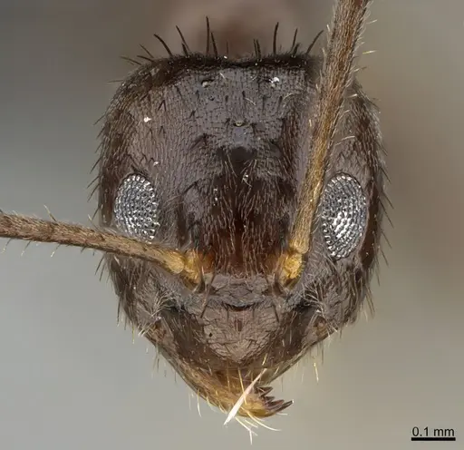 Nylanderia amia specimen CASENT0188902 image casent0188902_2