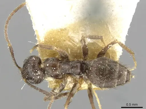 Nylanderia amia specimen CASENT0910996 image casent0910996_1