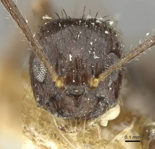 Nylanderia amia specimen CASENT0910996 image casent0910996_2