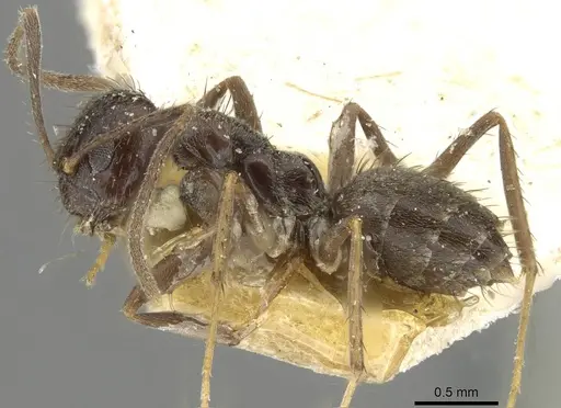 Nylanderia amia specimen CASENT0910996 image casent0910996_3
