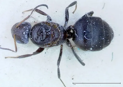 Nylanderia amia specimen FOCOL0143 image focol0143_1
