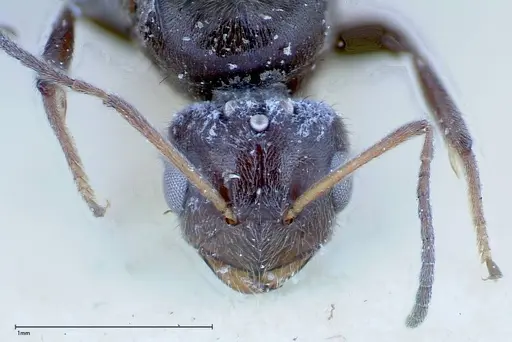 Nylanderia amia specimen FOCOL0143 image focol0143_2