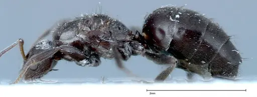 Nylanderia amia specimen FOCOL0143 image focol0143_3