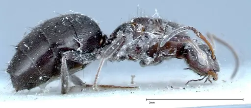 Nylanderia amia specimen FOCOL0143 image focol0143_4