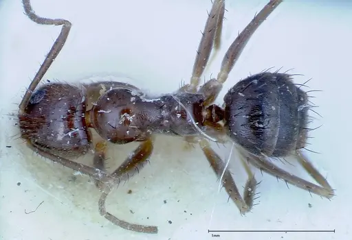 Nylanderia amia specimen FOCOL0144 image focol0144_1