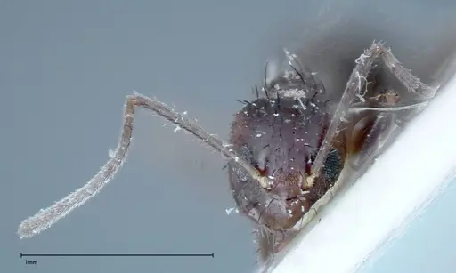 Nylanderia amia specimen FOCOL0144 image focol0144_2
