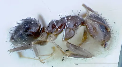 Nylanderia amia specimen FOCOL0144 image focol0144_3