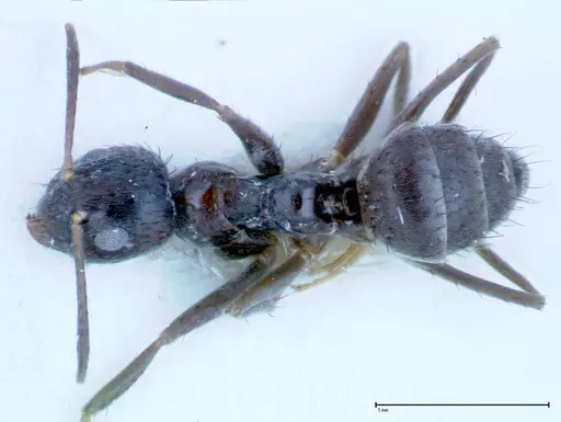 Nylanderia amia specimen FOCOL0145 image focol0145_1
