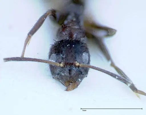 Nylanderia amia specimen FOCOL0145 image focol0145_2