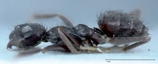Nylanderia amia specimen FOCOL0145 image focol0145_3