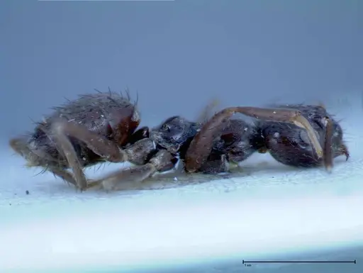 Nylanderia amia specimen FOCOL0145 image focol0145_4