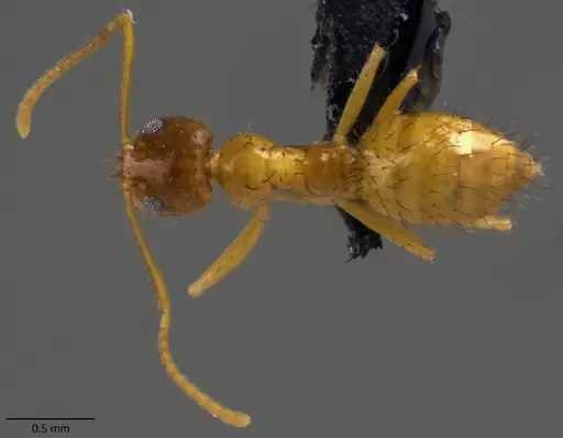 Nylanderia arenivaga specimen ANTWEB1060096 image antweb1060096_1