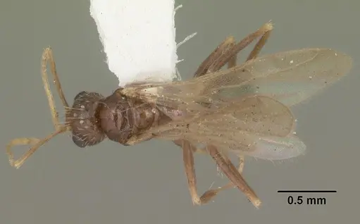 Nylanderia arenivaga specimen CASENT0104192 image casent0104192_1