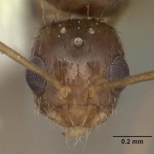 Nylanderia arenivaga specimen CASENT0104192 image casent0104192_2