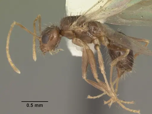 Nylanderia arenivaga specimen CASENT0104192 image casent0104192_3