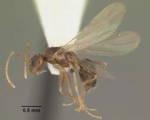 Nylanderia arenivaga specimen CASENT0104192 image casent0104192_4