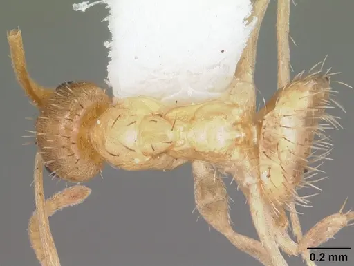 Nylanderia arenivaga specimen CASENT0104195 image casent0104195_1