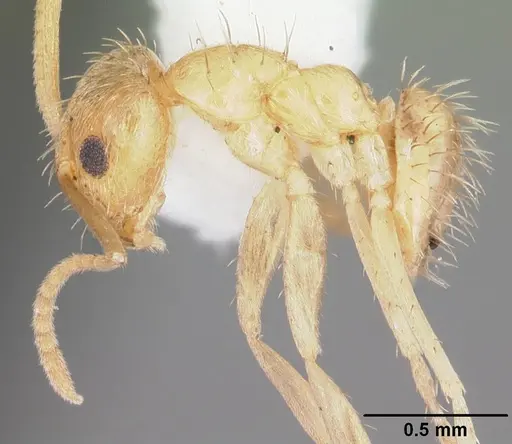 Nylanderia arenivaga specimen CASENT0104195 image casent0104195_3