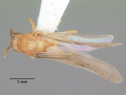 Nylanderia arenivaga specimen CASENT0104196 image casent0104196_1
