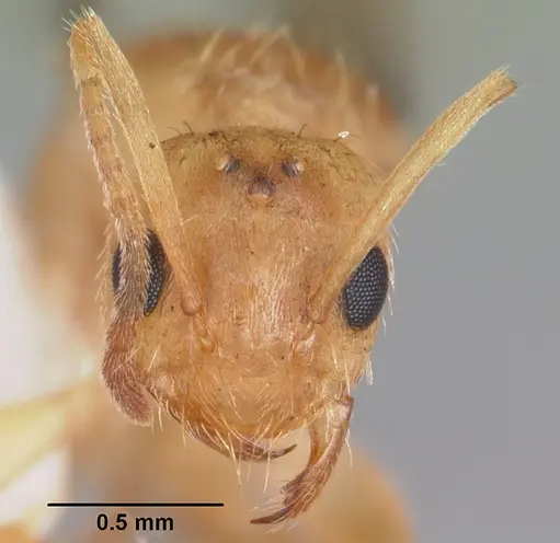 Nylanderia arenivaga specimen CASENT0104196 image casent0104196_2