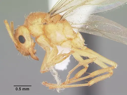 Nylanderia arenivaga specimen CASENT0104196 image casent0104196_3