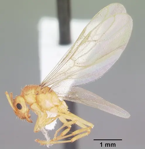 Nylanderia arenivaga specimen CASENT0104196 image casent0104196_4