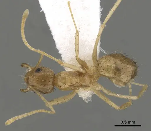 Nylanderia arenivaga specimen CASENT0280573 image casent0280573_1