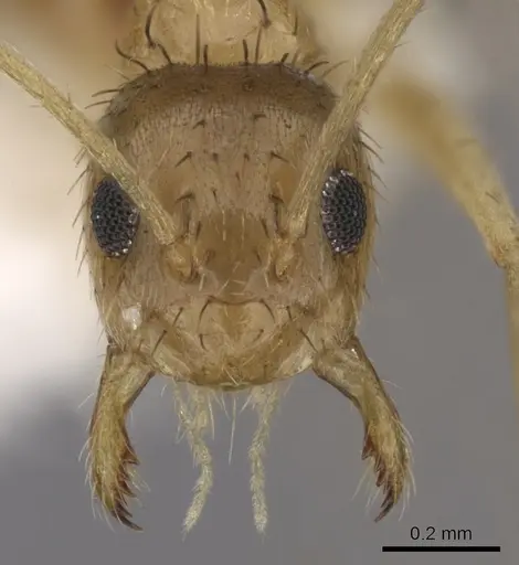 Nylanderia arenivaga specimen CASENT0280573 image casent0280573_2