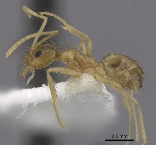 Nylanderia arenivaga specimen CASENT0280573 image casent0280573_3