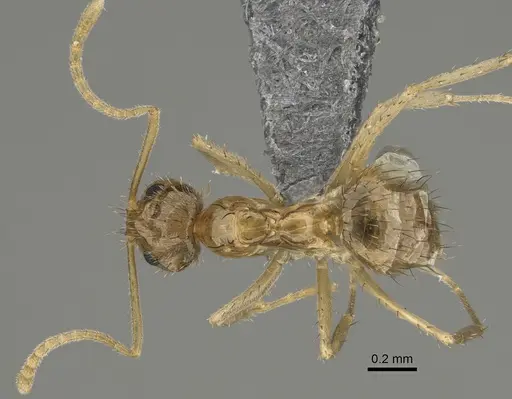 Nylanderia arenivaga specimen CASENT0923370 image casent0923370_1