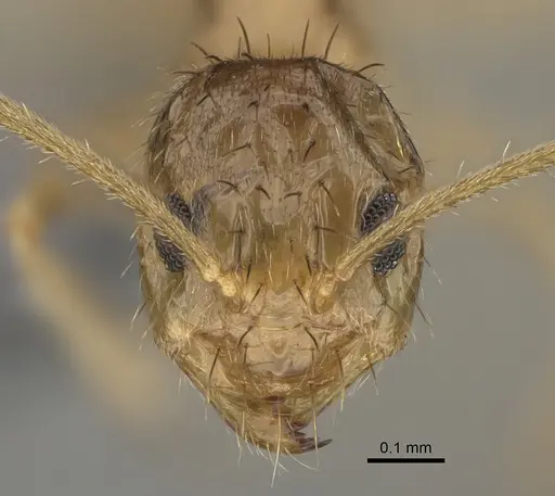 Nylanderia arenivaga specimen CASENT0923370 image casent0923370_2