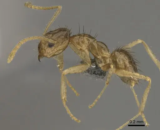 Nylanderia arenivaga specimen CASENT0923370 image casent0923370_3