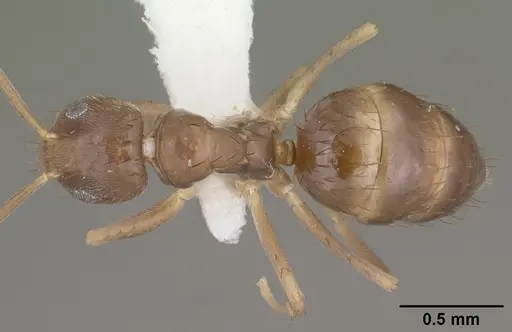 Nylanderia austroccidua specimen CASENT0102818 image casent0102818_1