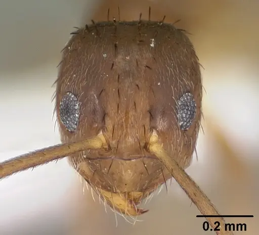 Nylanderia austroccidua specimen CASENT0102818 image casent0102818_2